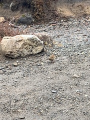 Prunella modularis occidentalis