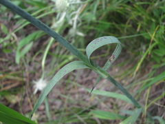 Dianthus capitatus