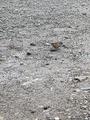 Prunella modularis occidentalis