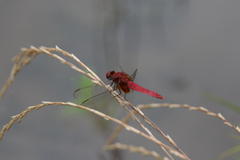 Crocothemis servilia mariannae