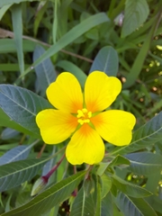 Ludwigia grandiflora