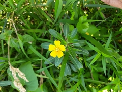 Ludwigia grandiflora