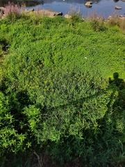 Ludwigia grandiflora