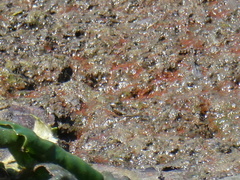 Euglena sanguinea