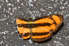 Pantoporia paraka