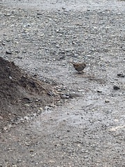 Prunella modularis occidentalis