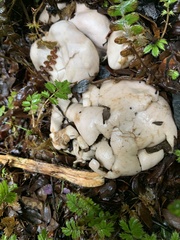 Phallomycetidae
