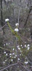 Leucopogon microphyllus