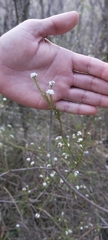 Leucopogon microphyllus
