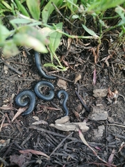 Rossiulus kessleri