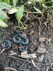 Rossiulus kessleri
