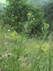 Galatella linosyris