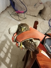 Glaucidium