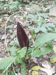 Arum elongatum