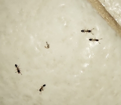 Monomorium floricola