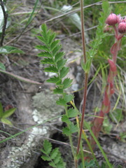 Potentilla pimpinelloides