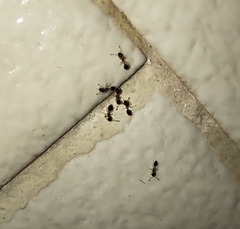 Monomorium floricola