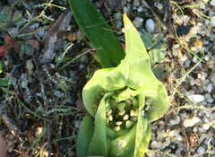 Colchicum eucomoides