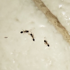 Monomorium floricola