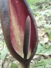 Arum elongatum