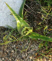 Colchicum eucomoides