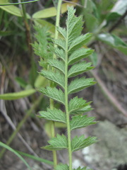 Potentilla pimpinelloides