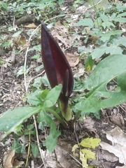 Arum elongatum