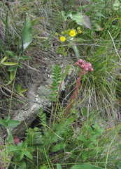 Potentilla pimpinelloides