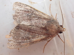 Mesoligia furuncula