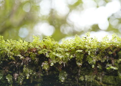 Hymenophyllum cupressiforme