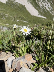 Aster takasagomontanus