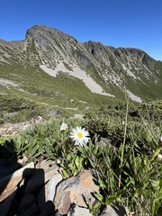 Aster takasagomontanus