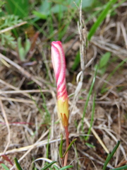 Oxalis stictocheila