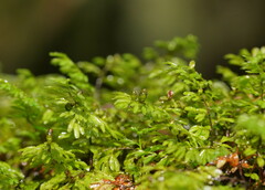 Hymenophyllum cupressiforme