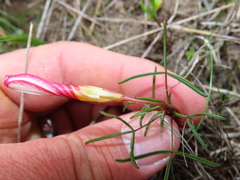 Oxalis stictocheila