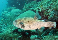 Arothron caeruleopunctatus