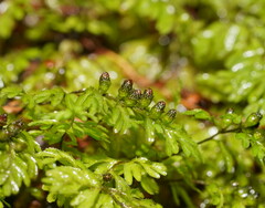 Hymenophyllum cupressiforme