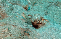 Ctenogobiops crocineus