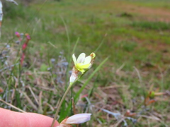 Sparaxis parviflora