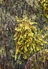 Ptychomnion aciculare