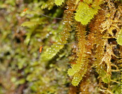 Ptychomnion aciculare