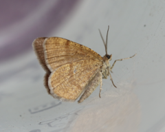 Macaria brunneata