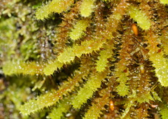 Ptychomnion aciculare