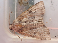 Mesoligia furuncula