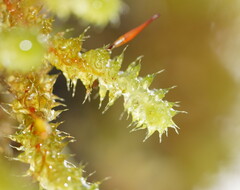 Ptychomnion aciculare