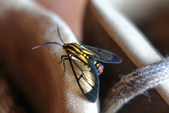 Paraethria flavosignata