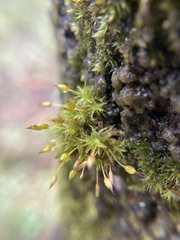 Orthotrichum tasmanicum