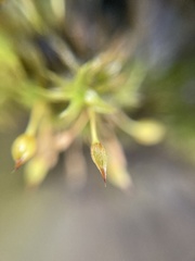Orthotrichum tasmanicum