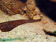 Solenostomus