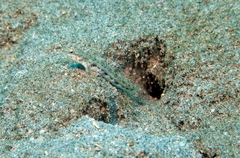 Vanderhorstia delagoae